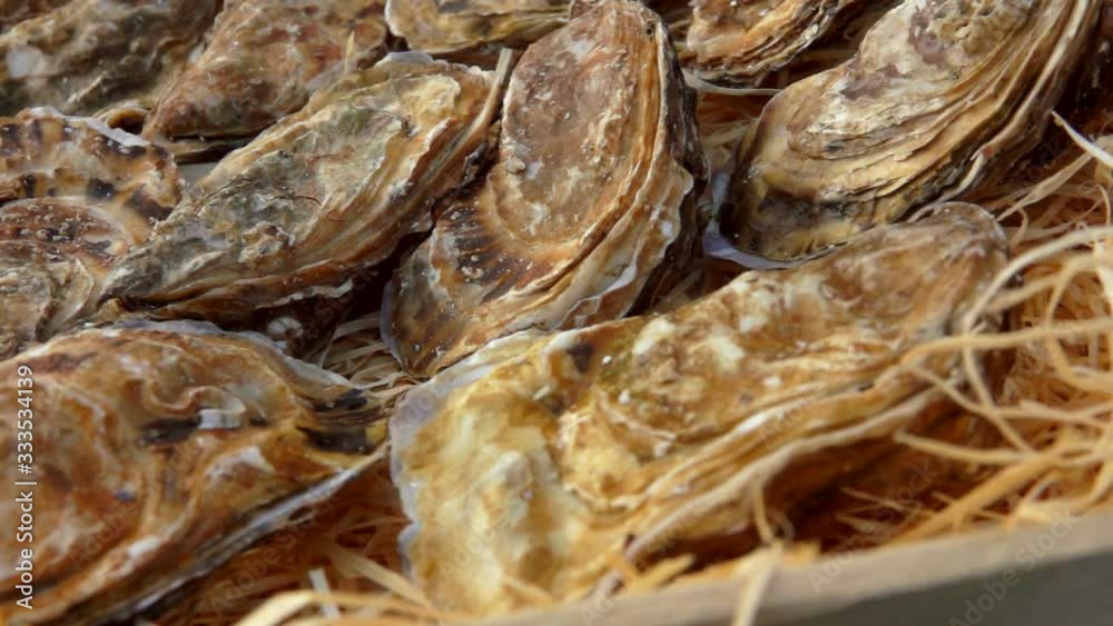 Closeup of fresh delicious oysters on a wooden shavings in a box Closeup of fresh delicious oysters on a wooden shavings in a box
