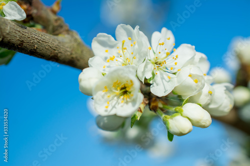 white spring flower plump  tree in bloom sky photo