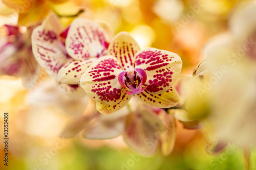 White and Pink Orchids