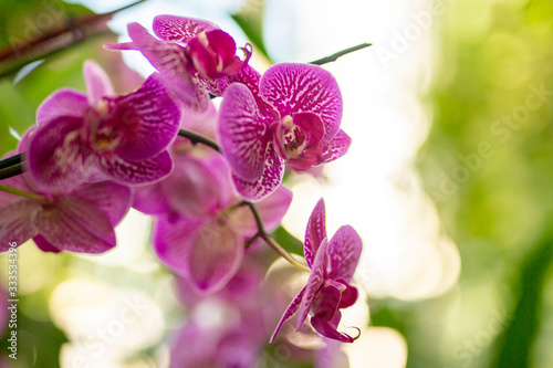 Pink Orchids