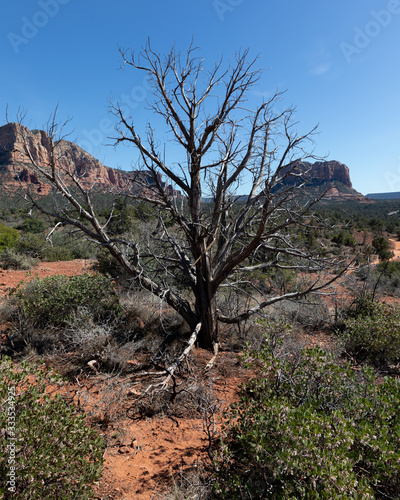 dead tree in the desert © Marco