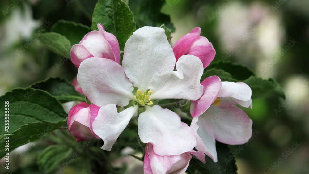 Weiß rosa Apfelblüten Weiß rosa Apfelblüten