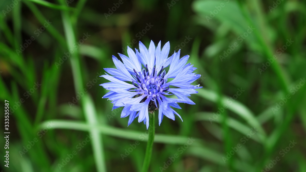 Blaue Kornblumenblüte vor grünem Hintergrund Blaue Kornblumenblüte vor grünem Hintergrund