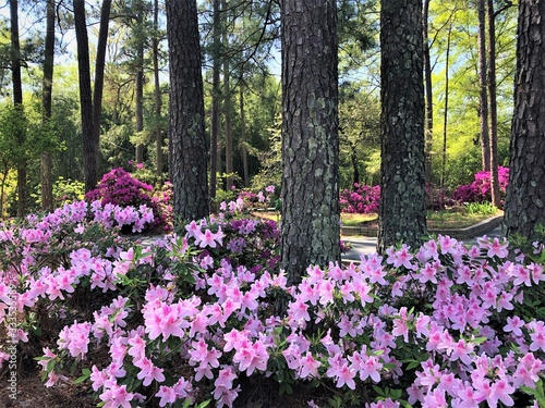 Colorful Azalea flower blooming in the  Garden, Spring in GA USA. photo