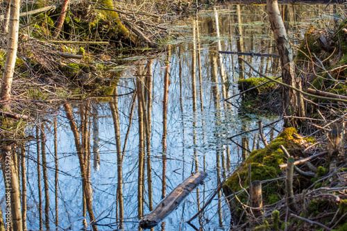 lake in forest