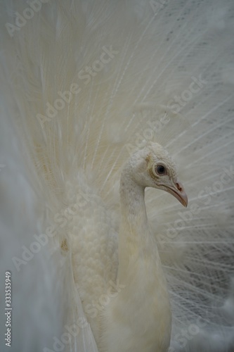 Close-up of albino white peacock