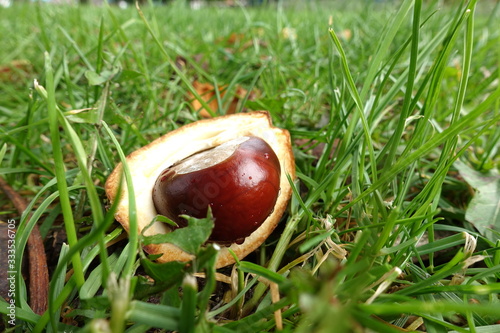 Chestnut in the grass in sunlit dew