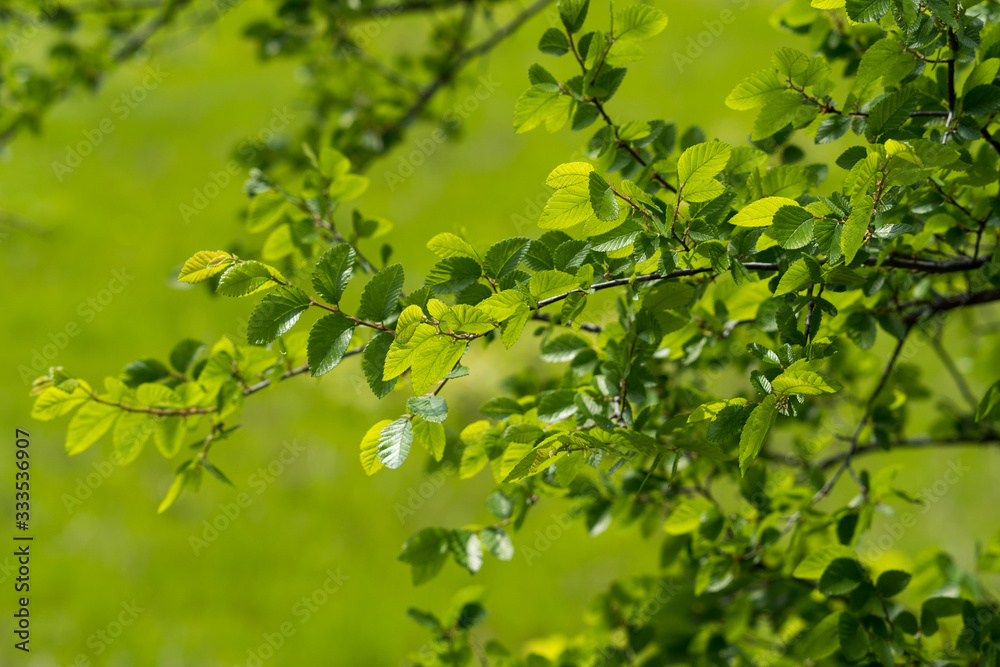 Tree branches with new leaves in a city park on a sunny spring day. Tree branches with new leaves in a city park on a sunny spring day.