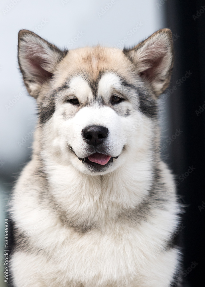 malamute dog looks out sticking out its tongue malamute dog looks out sticking out its tongue