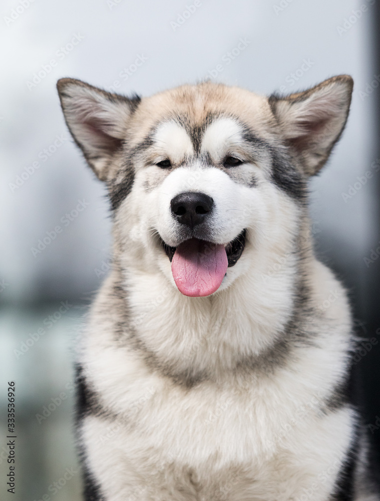 portrait of a smiling malamute dog