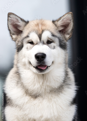 Fototapeta Naklejka Na Ścianę i Meble -  malamute dog looks out sticking out its tongue