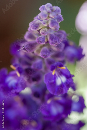 beautiful flower macro closeup