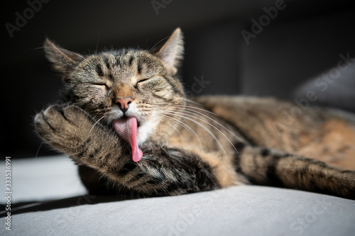 Carta da parati tabby cat lying on couch grooming fur in sunlight