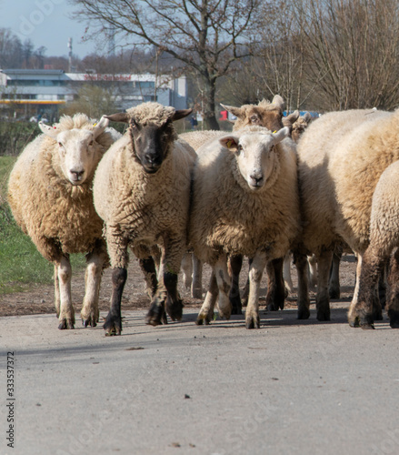 Diese Schafe werden im März auf die Weide gelassen