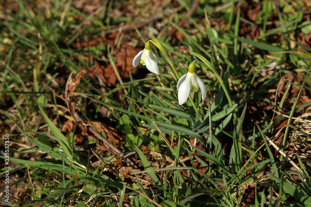 Snowdrops on the background of green grass in the spring forest