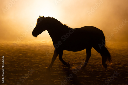 Shetland pony in smokey setting walking in orange dramatic light