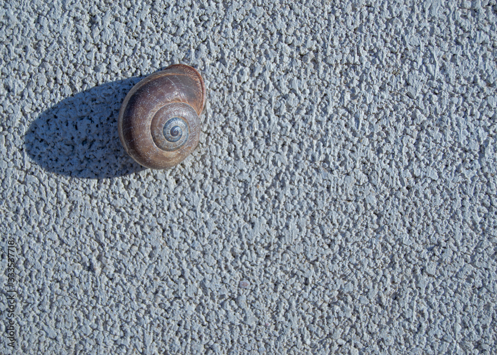 Snail attached to a wall casting a side shadow. Snail attached to a wall casting a side shadow.
