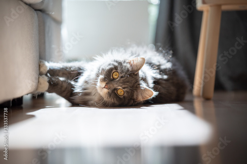 Photography curious maine coon cat lying on side scratching sofa looking at camera in sunlig