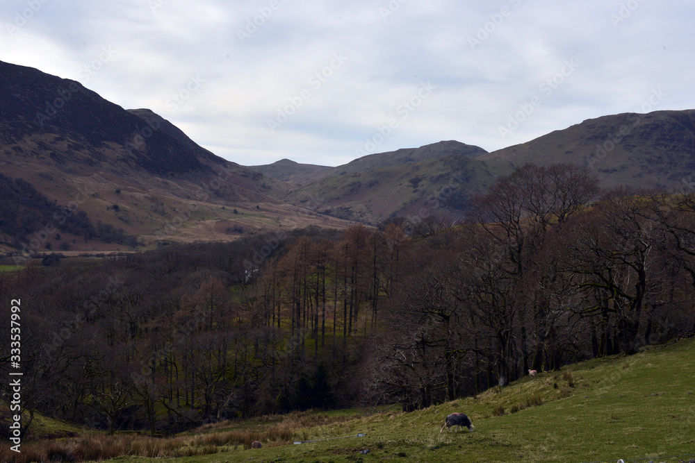 Fototapeta premium Dark Buttermere Trees at Autumn, Lake District, Cumbria, England, UK