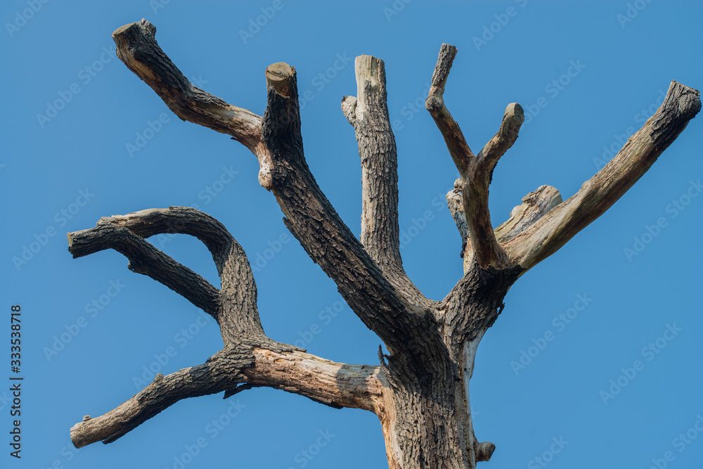 Branches of an ancient tree against blue sky Branches of an ancient tree against blue sky