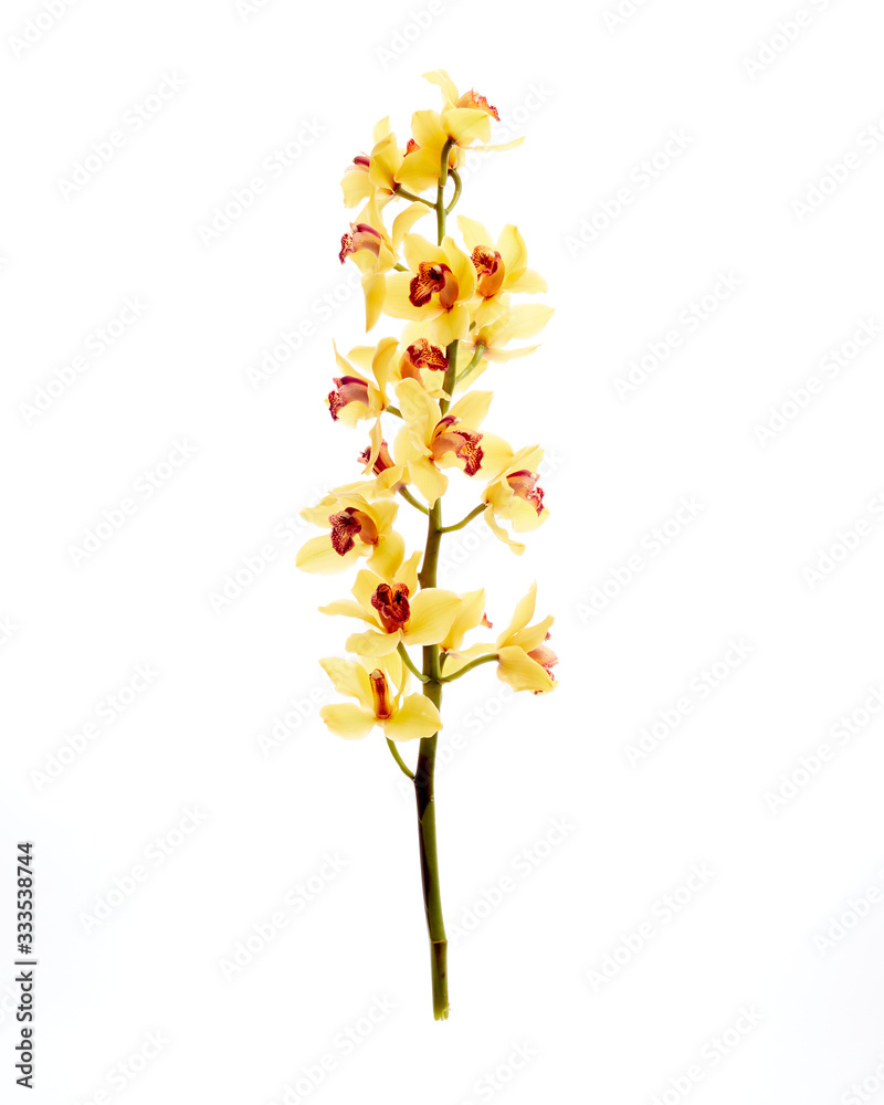 Yellow Cymbidium Orchid on white background Yellow Cymbidium Orchid on white background