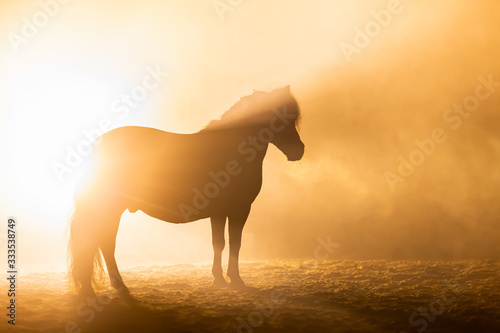 Shetland pony in smokey setting looking back in orange dramatic light © LauraFokkema