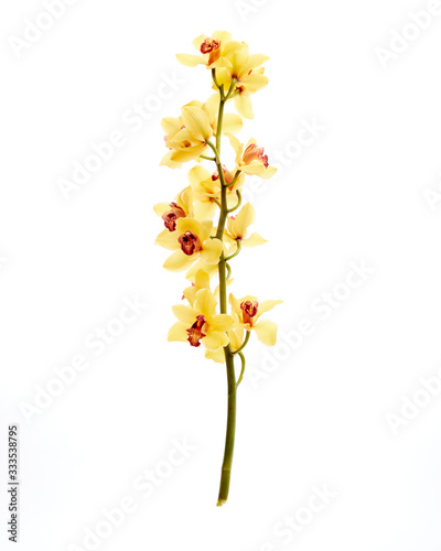Yellow Cymbidium Orchid on white background © Colin