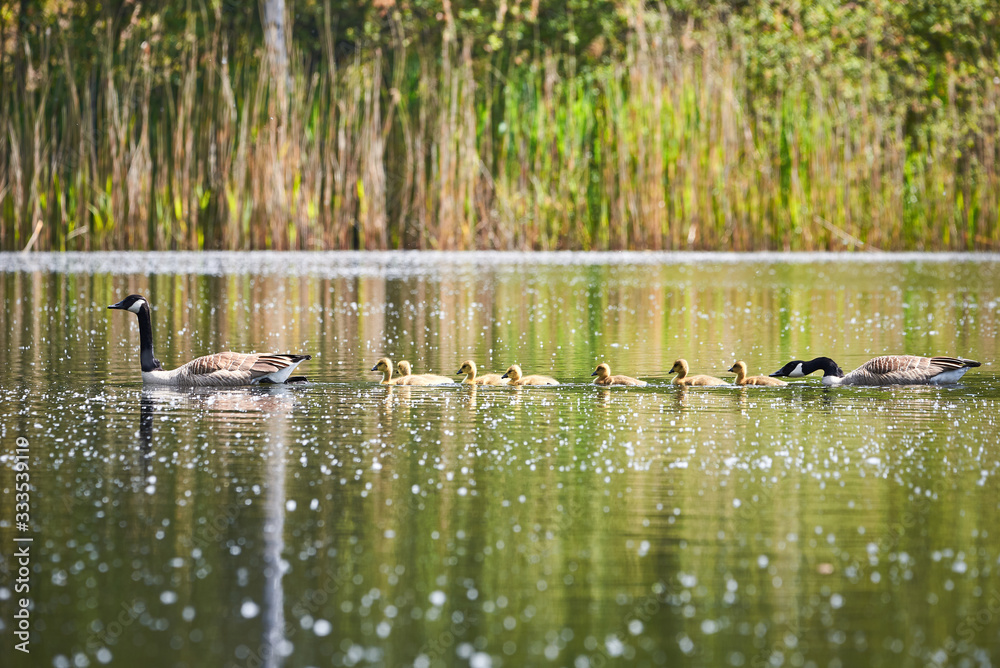 Canada Geese with Chicks ( Branta Canadensis ) in Lake, Teverener Heide Natural Park, Germany