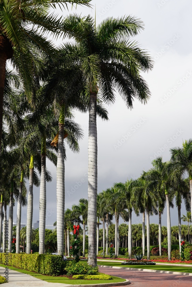 Tall palm trees in the summer