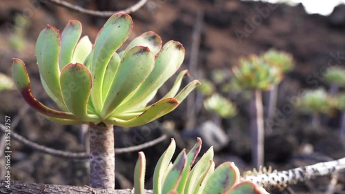 Verode (Kleinia Neriifolia) Detail video in dry volcanic landscape, Tenerife, Canary Islands, Spain photo