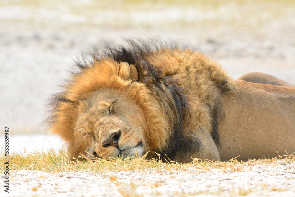 Naklejka premium Sleeping lion