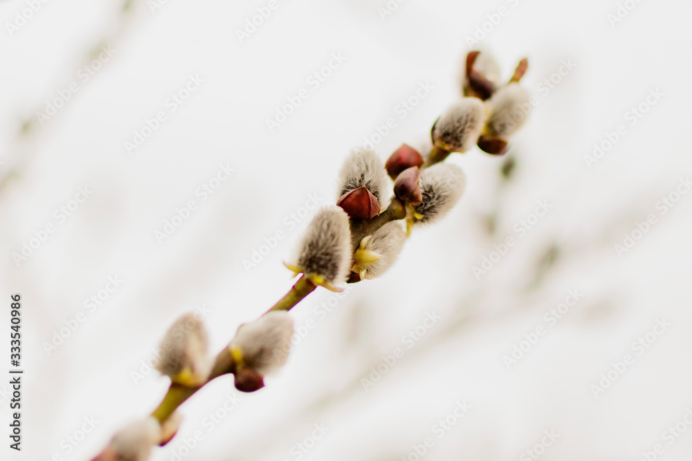 The swollen buds of the branches in the spring The swollen buds of the branches in the spring