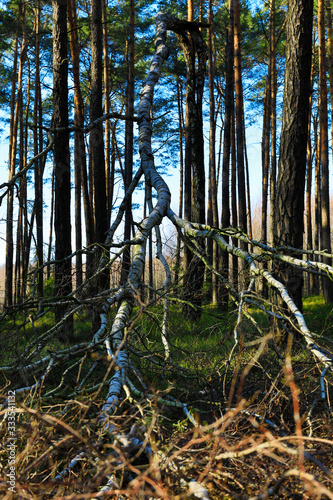 Fototapeta Naklejka Na Ścianę i Meble -  naturalny las i połamana gałąź 