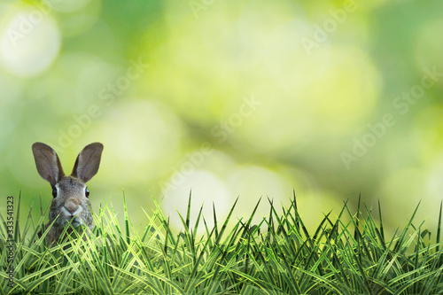 cute easter bunny with green grass and green background osterhase