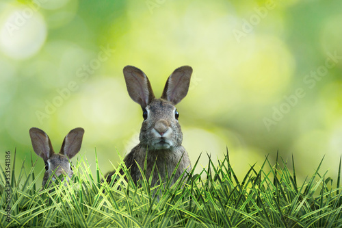 two cute easter rabbit with green grass and green background