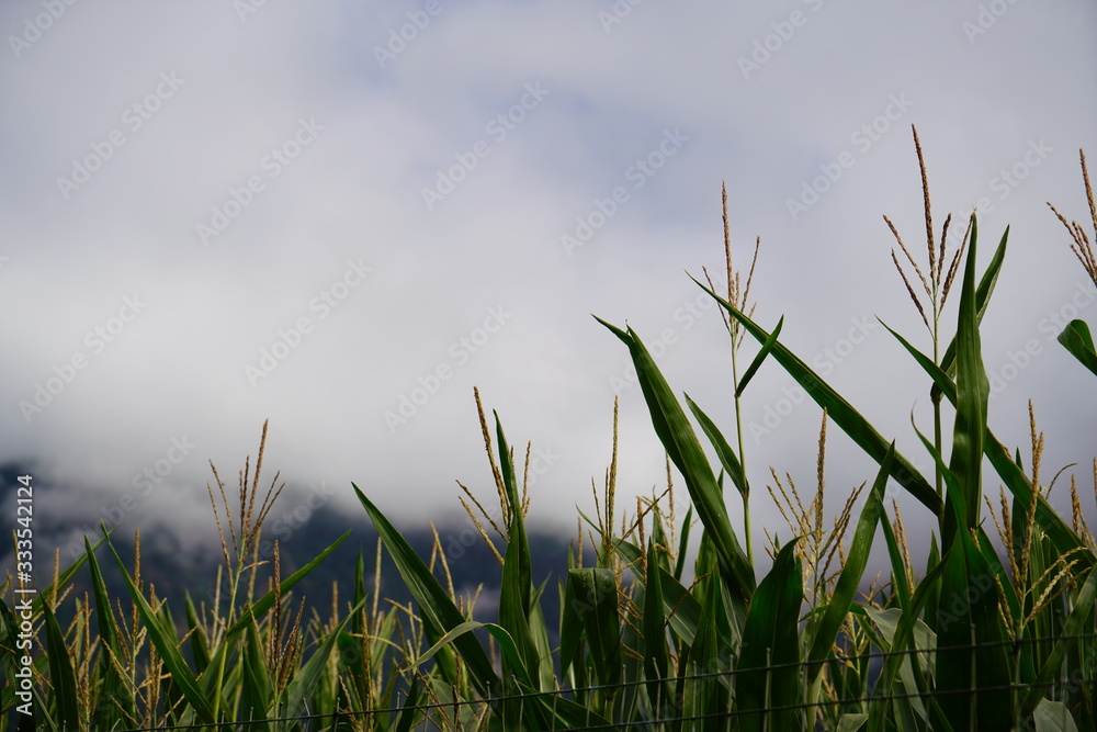 Fototapeta premium Green field with wheat and clouds, mountains in the background