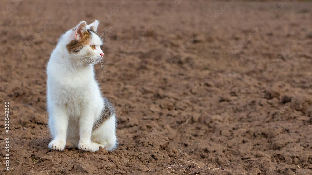 A white spotted cat sits on the ground and looks away, copy space_