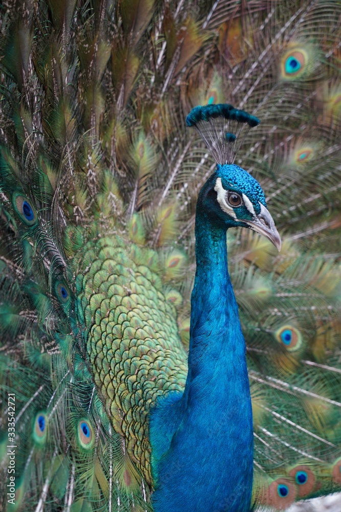 Obraz premium Beautiful close-up of colorful peacock with feathers