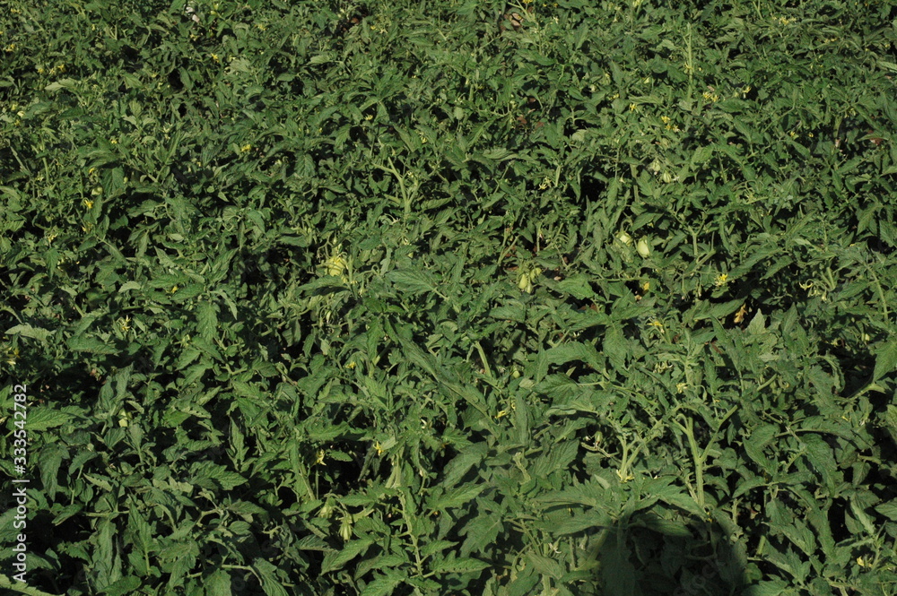 Tomatenfarm Tomatenfarm