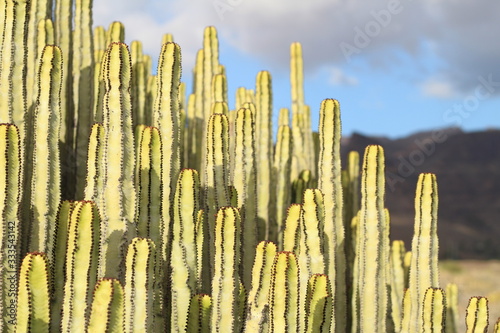 Cardón (Euphorbia canariensis) en su hábitat natural