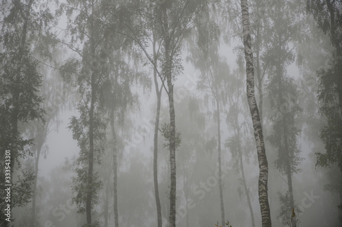 Fototapeta Naklejka Na Ścianę i Meble -  Las
