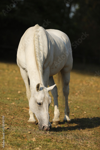 The Lipizzan  or Lipizzaner is a breed of horse originating in Lipica in Slovenia. Mare on meadow in late summer day.