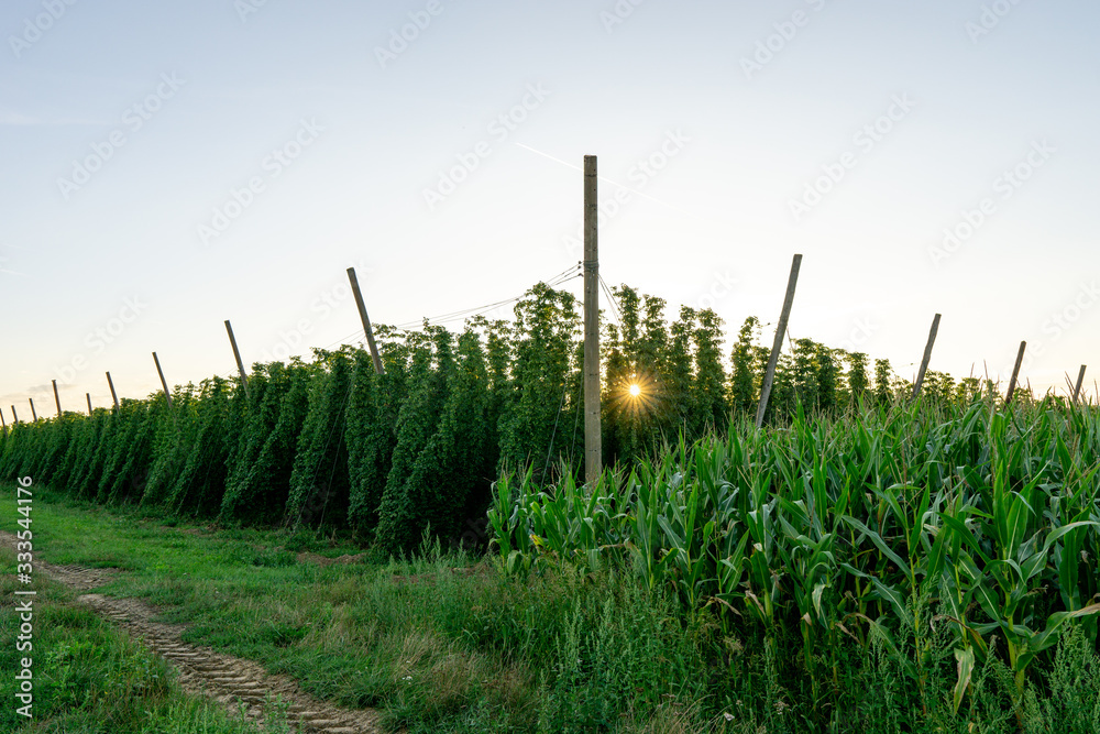 Obraz premium Green hops field. Fully grown hop bines. Hops field in Bavaria Germany. Hops are main ingredients in Beer production