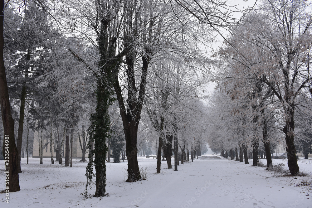 Winter landscape in the park. Everything is covered with snow and without people