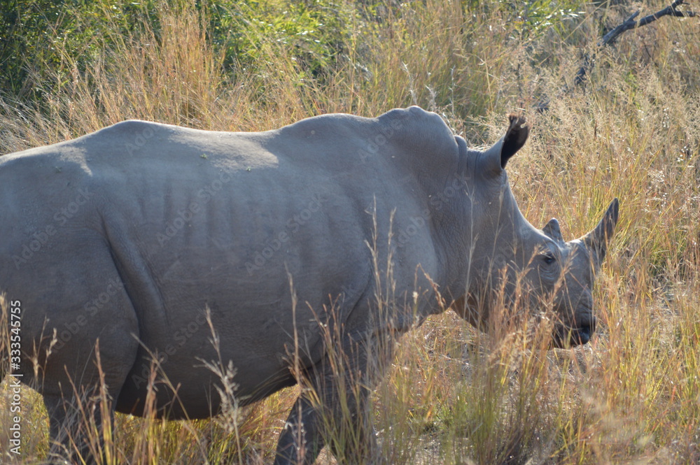 Obraz premium Safari South Africa