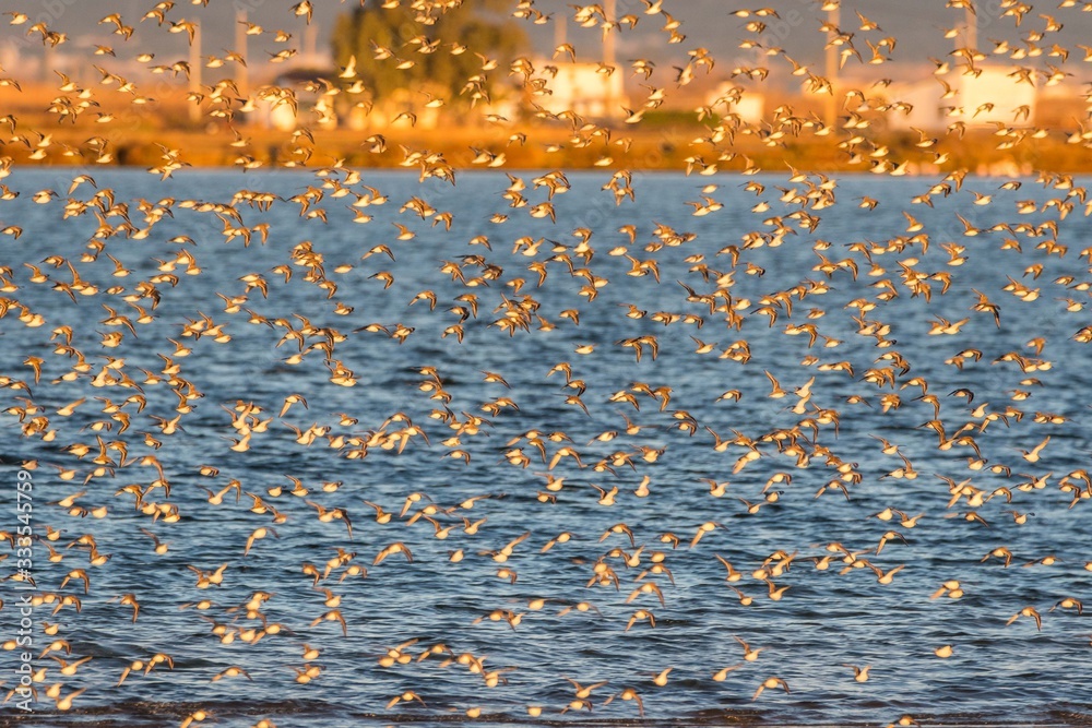 A flock of dunlins (Calidris alpina) A flock of dunlins (Calidris alpina)