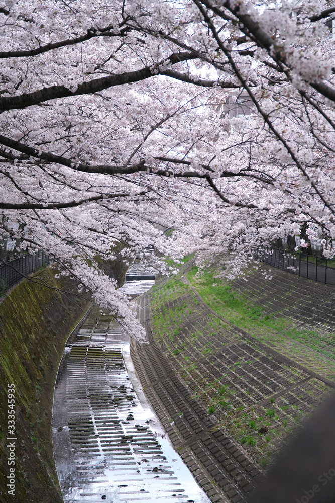 Tokyo,Japan-March 27, 2020: Cherry blossom trees along a river in Tokyo. Tokyo,Japan-March 27, 2020: Cherry blossom trees along a river in Tokyo.