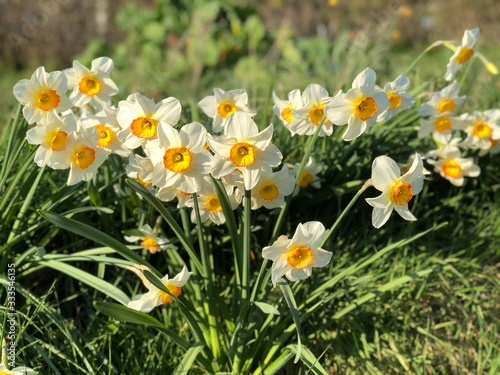 White narcissus in a group growing in a field