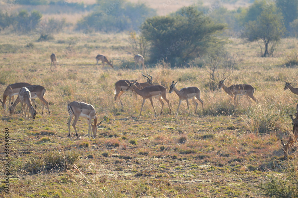 Naklejka premium Safari South Africa