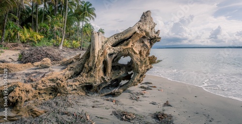 Calm Beach Root Tree Whole